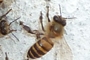 Asiatische Honigbiene