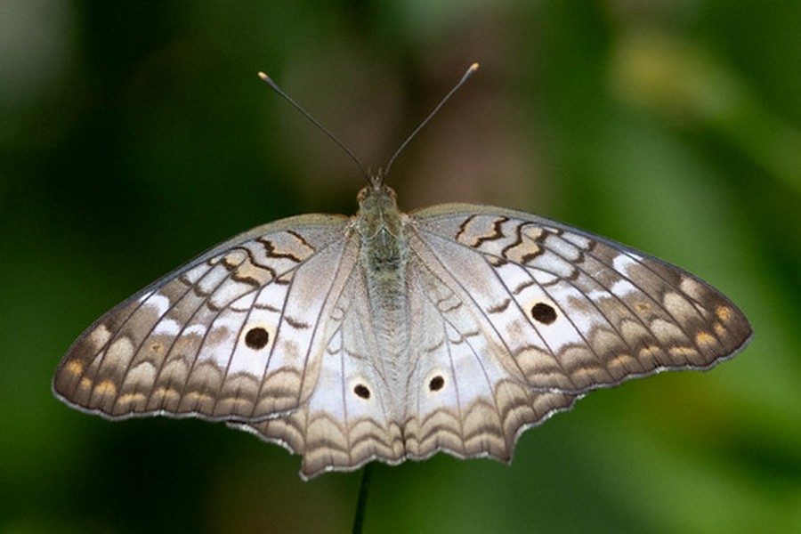 Anartia jatrophae