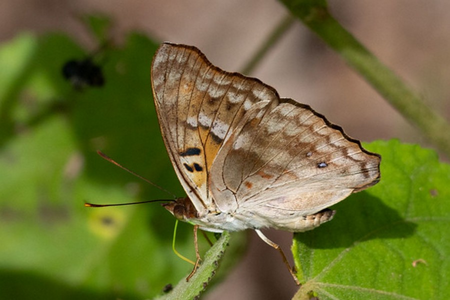 Doxocopa pavon