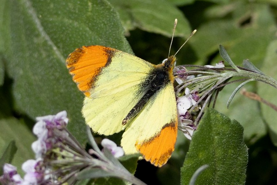 Marokkanischer Aurorafalter