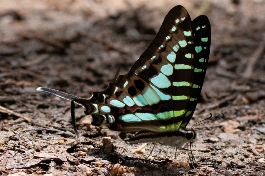 Graphium policenes