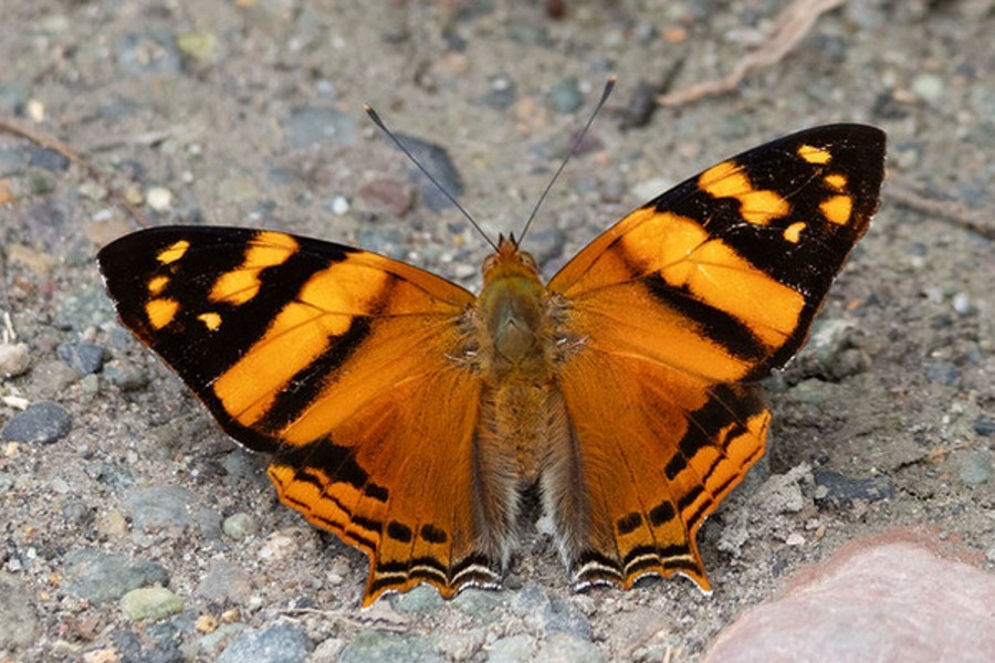 Hypanartia lethe