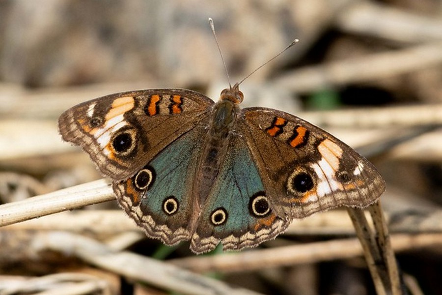 Junonia evarete