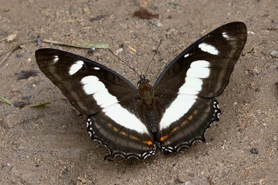 Metamorpha elissa