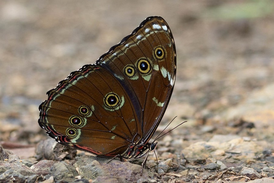 Morpho achilles