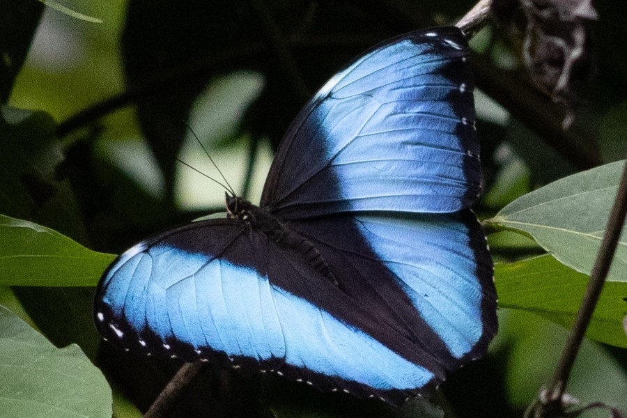 Morpho achilles