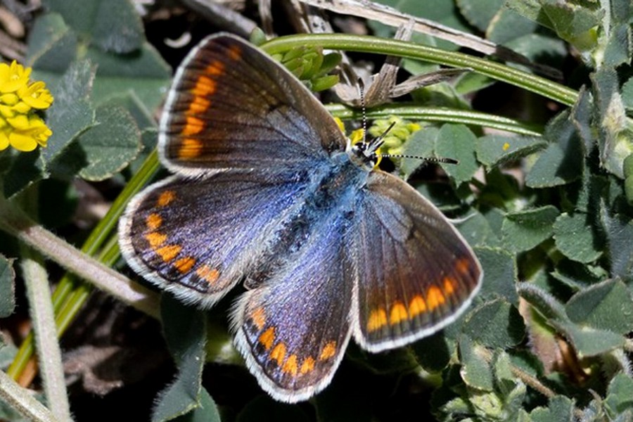 Polyommatus celina