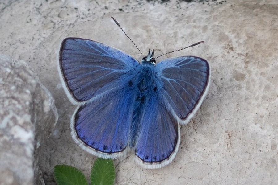 Polyommatus celina