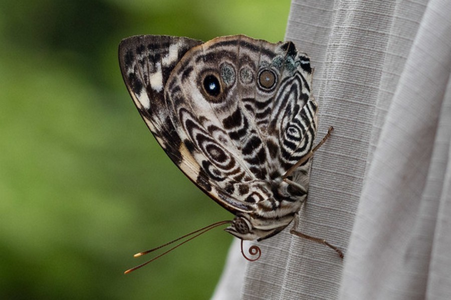 Smyrna blomfildia