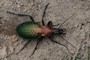 Carabus smaragdinus