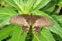 Papilio binaor