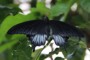 Papilio lowii