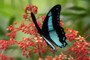 Papilio sosia