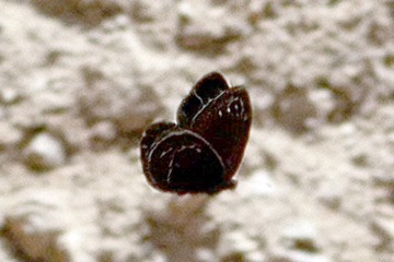 Berberia lambessanus