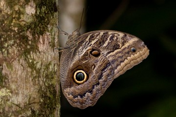 Caligo illioneus