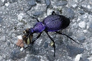 Carabus scabrosus