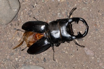 Dorcus curvidens