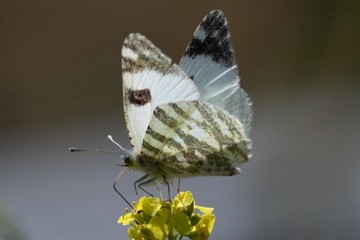 Grüngestreifter Weißling