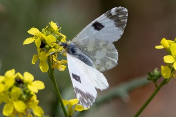 Westlicher Gesprenkelter Weißling