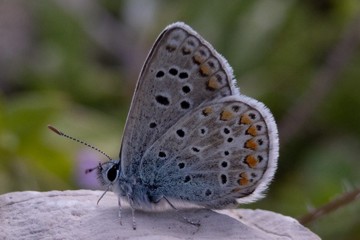 Polyommatus celina