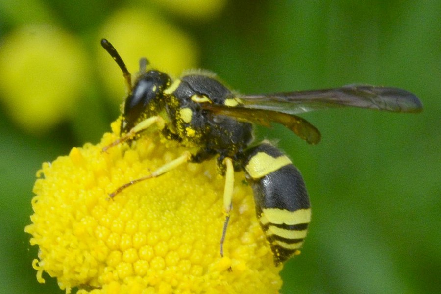 Ancistrocerus gazella