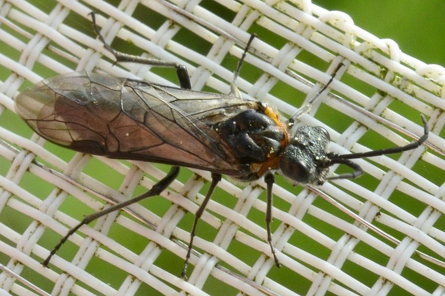 Dolerus haematodes