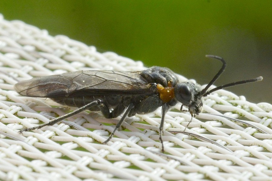 Dolerus haematodes