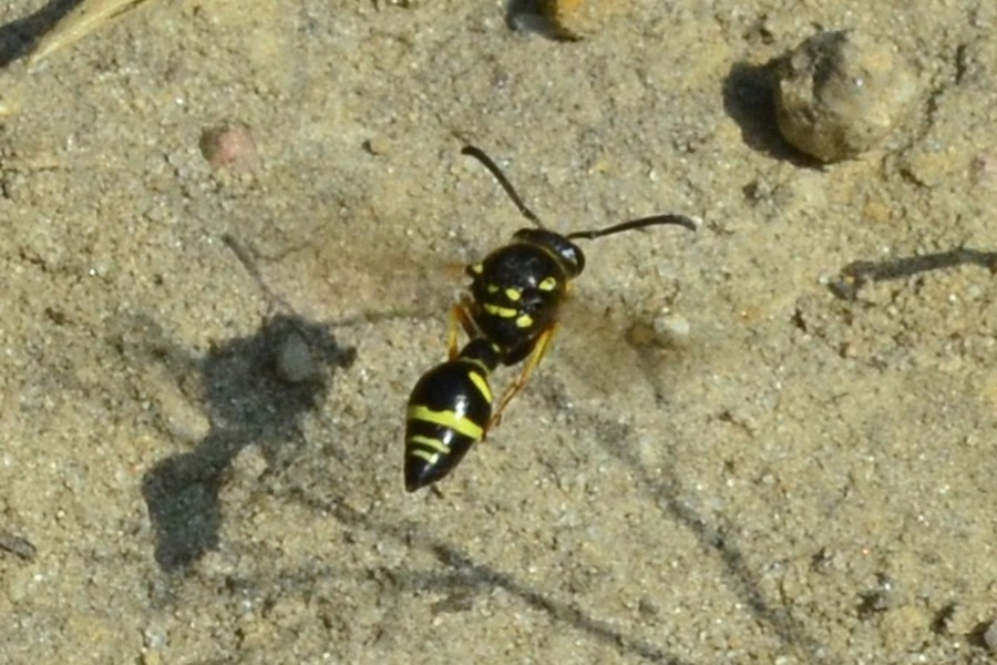 Eumenes coarctatus