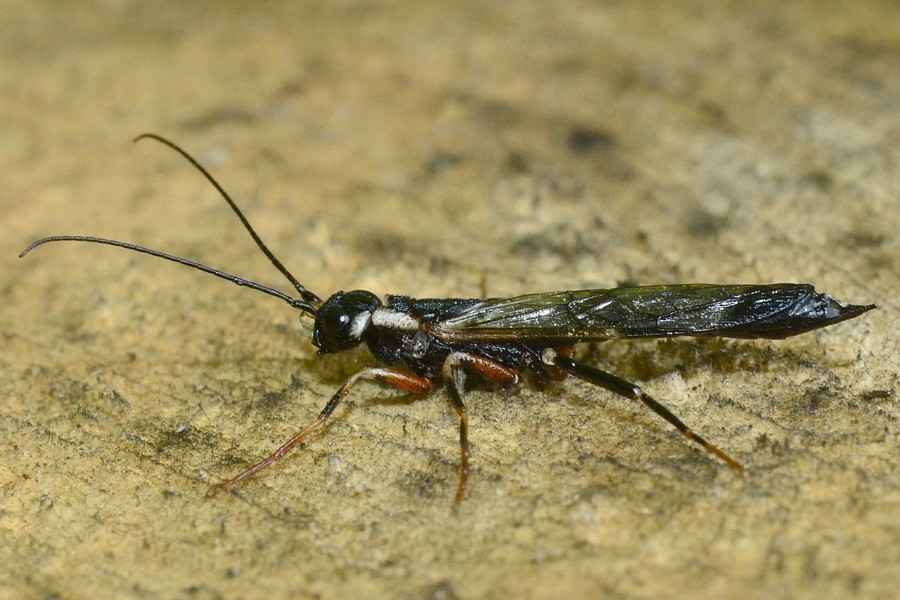 Schwarze Kiefernholzwespe