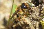 Megachile alpicola