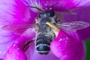 Megachile ericetorum