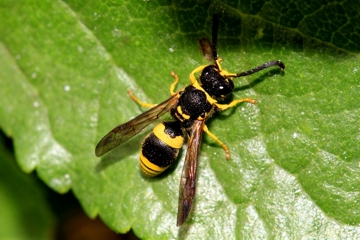 Ancistrocerus nigricornis
