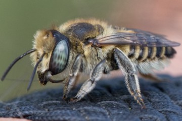Filzzahn-Blattschneiderbiene
