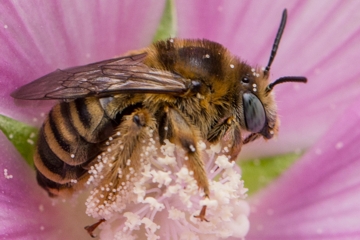 Malven-Langhornbiene