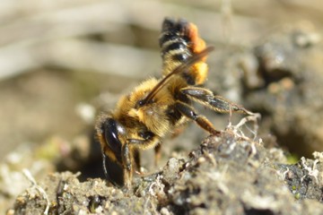 Megachile alpicola