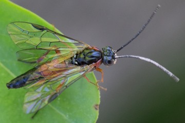 Nematus lucidus