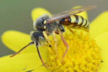 Rothaarige Wespenbiene