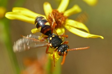 Rothaarige Wespenbiene