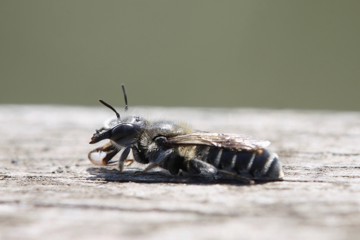Natterkopf-Mauerbiene