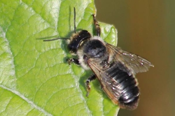 Weidenröschen-Blattschneiderbiene