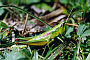 Euthystira brachyptera