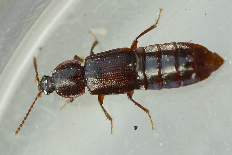 Acidota crenata