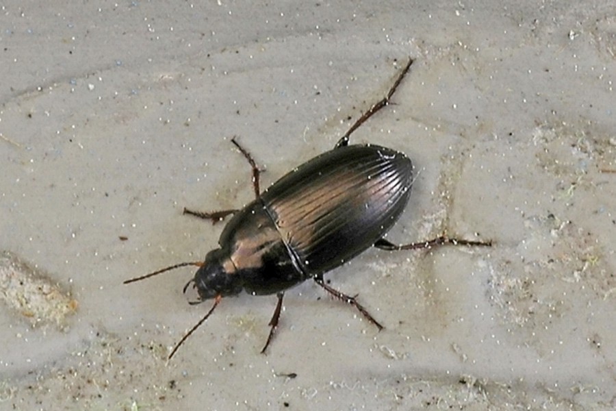 Amara lunicollis