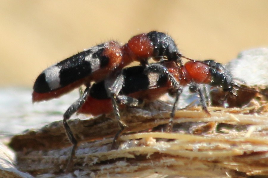 Ameisenbuntkäfer