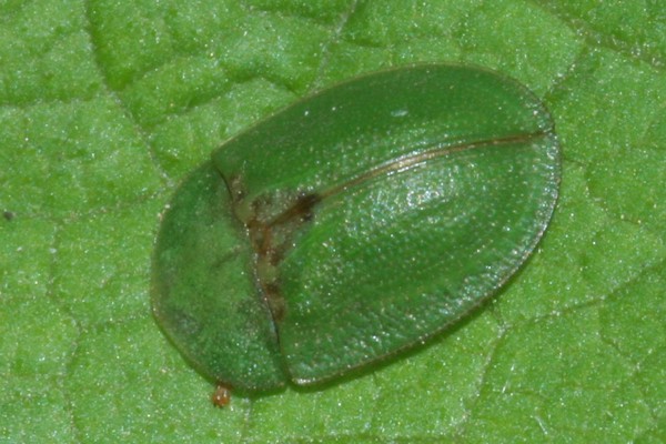 Cassida rubiginosa