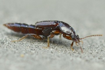 Acidota crenata