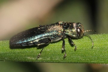 Agrilus laticornis