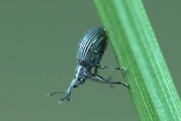 Ischnopterapion virens