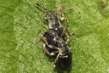 Phyllobius viridicollis