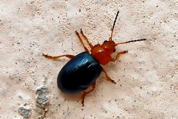 Podagrica malvae